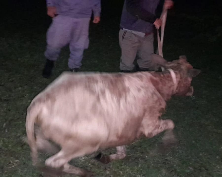 FRUSTRAN EL ROBO DE UN BOVINO